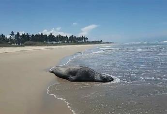 Reportan avistamiento inusual de elefante marino en Isla de la Piedra