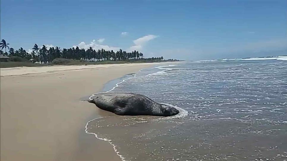 Reportan avistamiento inusual de elefante marino en Isla de la Piedra