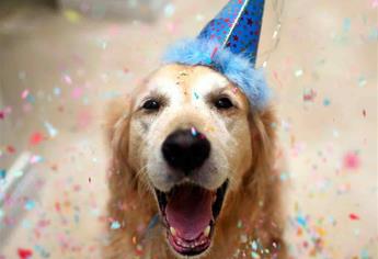 ¿Ya abrazaste a tu mascota? Hoy es el Día del Perro 