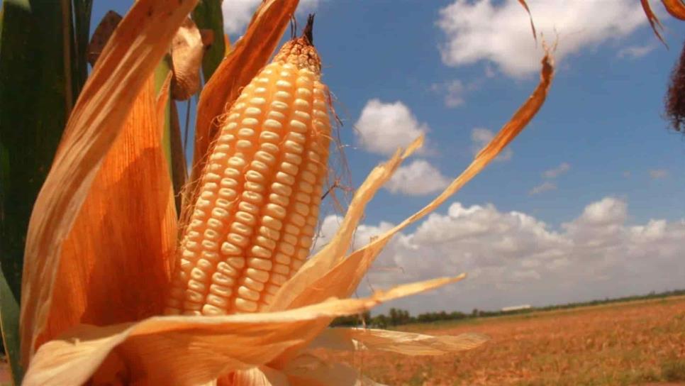 Fluctuación peso-dólar afecta precio del maíz
