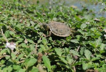 Tortugas de río, nuevas visitantes del parque Las Riberas