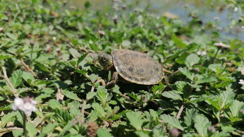 Tortugas de río, nuevas visitantes del parque Las Riberas