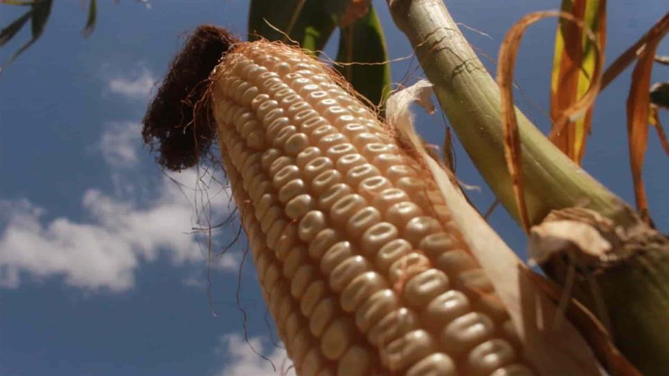 Burocracia empaña comercialización del maíz en Sinaloa