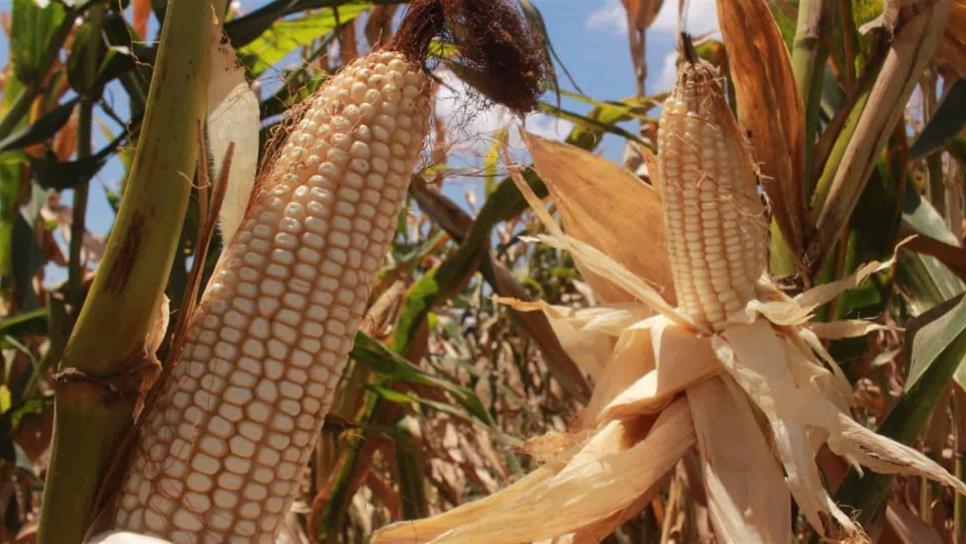 Segalmex ha pagado el 15.6% del apoyo al maíz