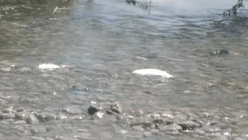 Acusan a granjas agrícolas de contaminar y matar los peces del río Fuerte