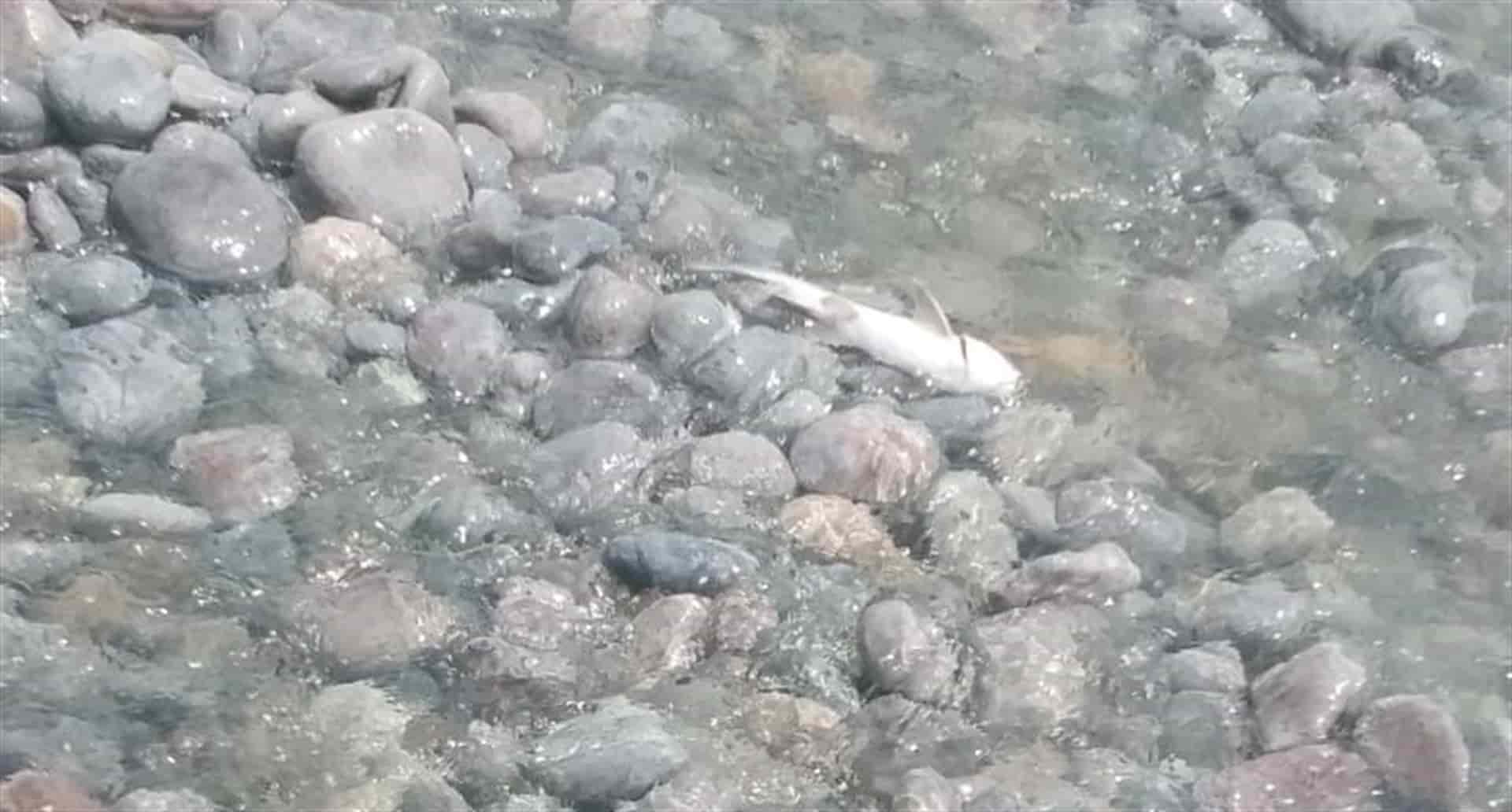 En octubre dará a conocer Conagua resultados de estudios al río Fuerte