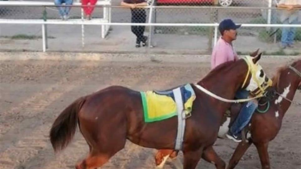 Investigan supuesta organización de carreras de caballos en Guasave