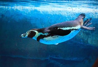 El pingüinario en Mazatlán será un atractivo más