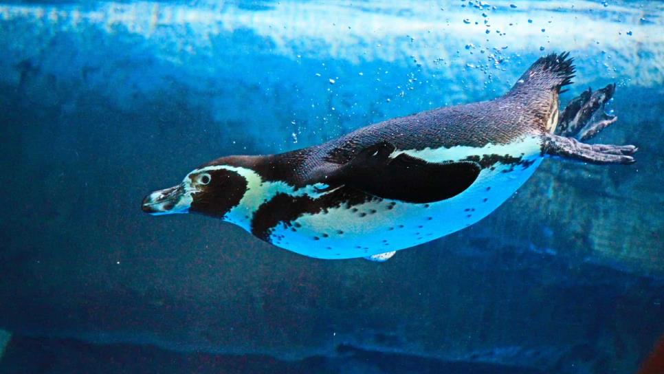 El pingüinario en Mazatlán será un atractivo más