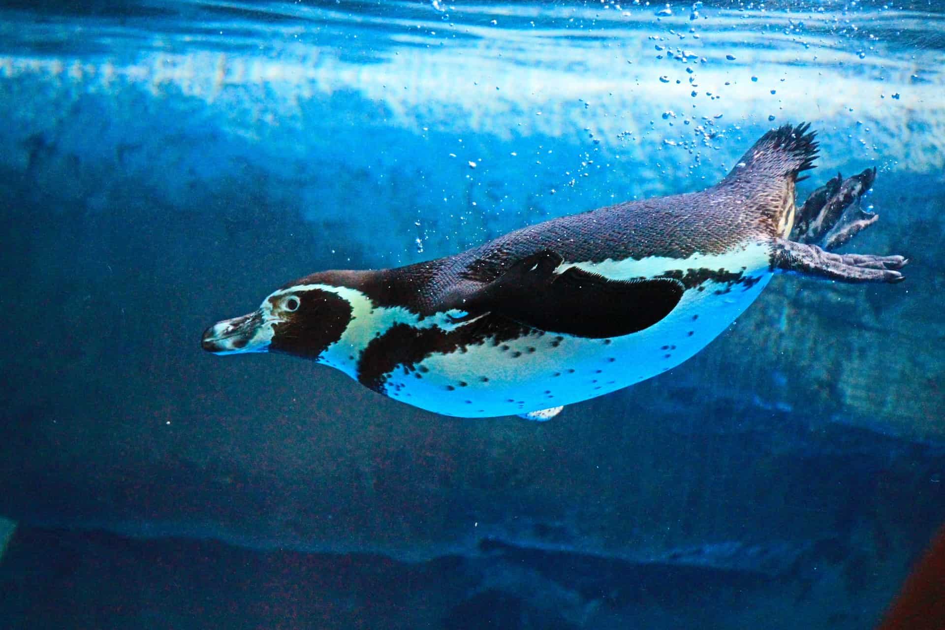 El pingüinario en Mazatlán será un atractivo más