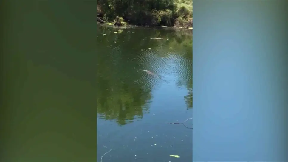 Captan a cocodrilos en el río Fuerte en San José de Ahome