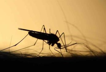 Confirman 11 casos del virus del Nilo en el sur de España