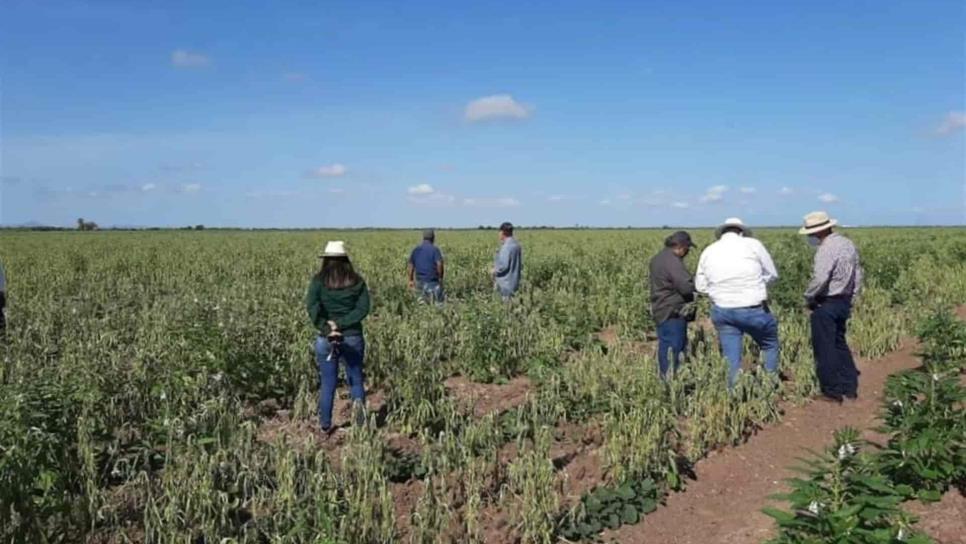 Temporaleros se preparan para cosecha de ajonjolí