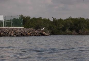 Restauración del manglar en Topolobampo no es idea descabellada: investigador