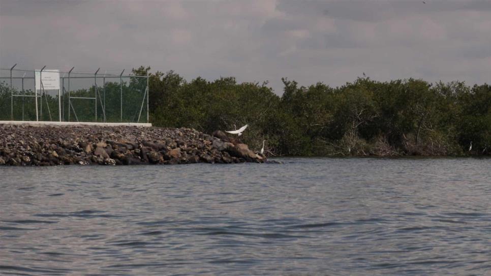 Restauración del manglar en Topolobampo no es idea descabellada: investigador