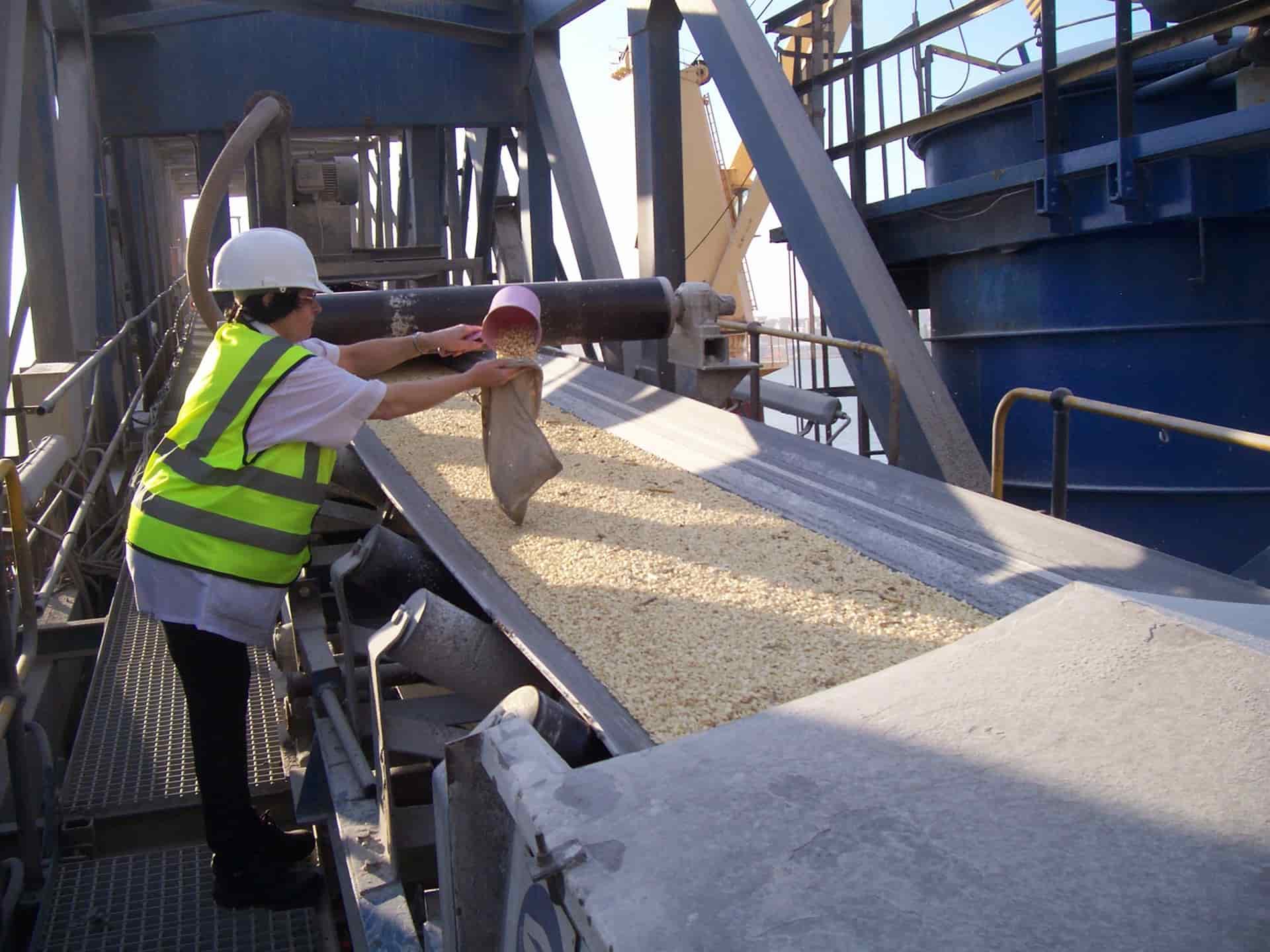 Se han importado 7.7 millones de toneladas de maíz en el 2020