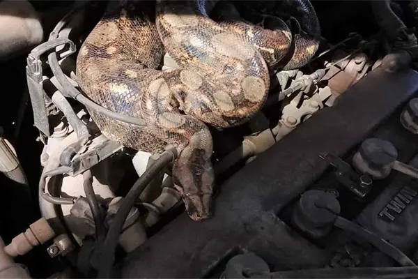 Zoológico de Culiacán ha rescatado a 300 animales durante la pandemia Zoológico de Culiacán ha rescatado a 300 animales durante la pandemia