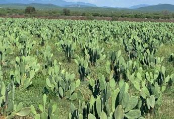 Por sequía, sembrarán nopal forrajero en Sinaloa