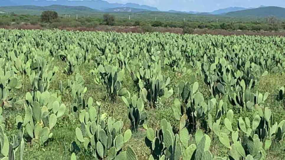 Por sequía, sembrarán nopal forrajero en Sinaloa Por sequía, sembrarán nopal forrajero en Sinaloa