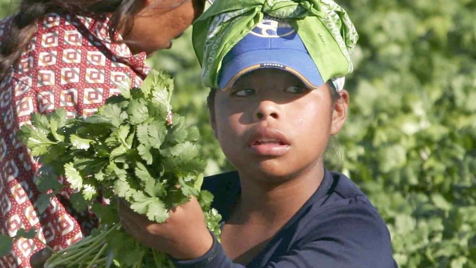 Empresas agrícolas buscan garantizar educación a niños migrantes