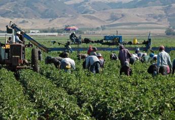 Por Covid-19 municipios se replantean atención a jornaleros agrícolas