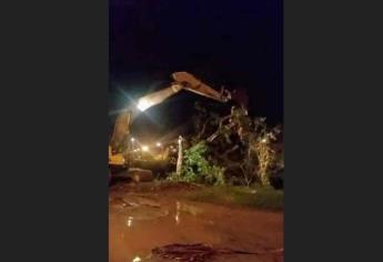 Denuncian destrucción de flora en la zona del Gran Árbol en Mazatlán