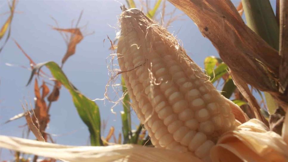 A cuentagotas pagan a productores de maíz de Sinaloa