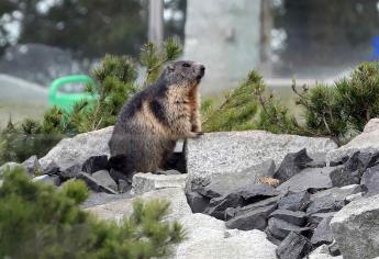 Descubren que las marmotas se comunican por dialectos