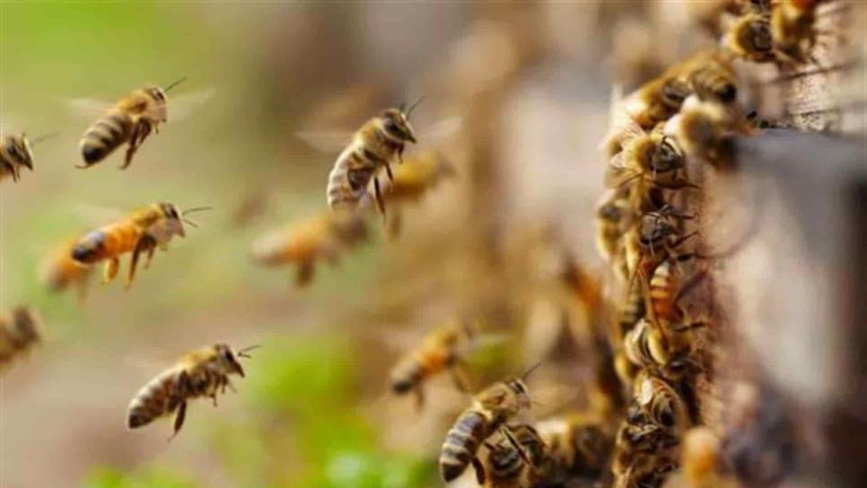 Más de 60 reportes al mes recibe PC del municipio de Sinaloa por ataque de abejas