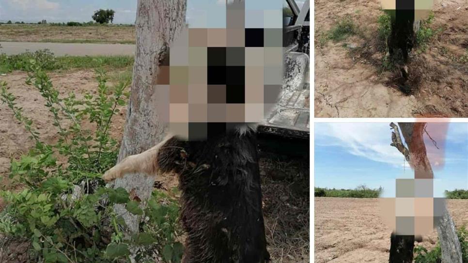 Cuelgan sin piedad a un perro en Navolato