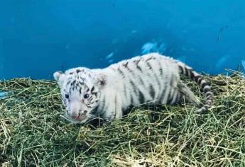 Invita el ZOO de Culiacán a conocer al tigre blanco recién nacido