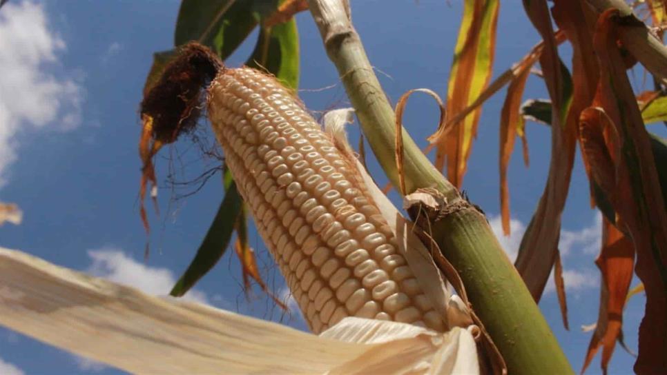 Prevalecerá siembra de maíz en Sinaloa