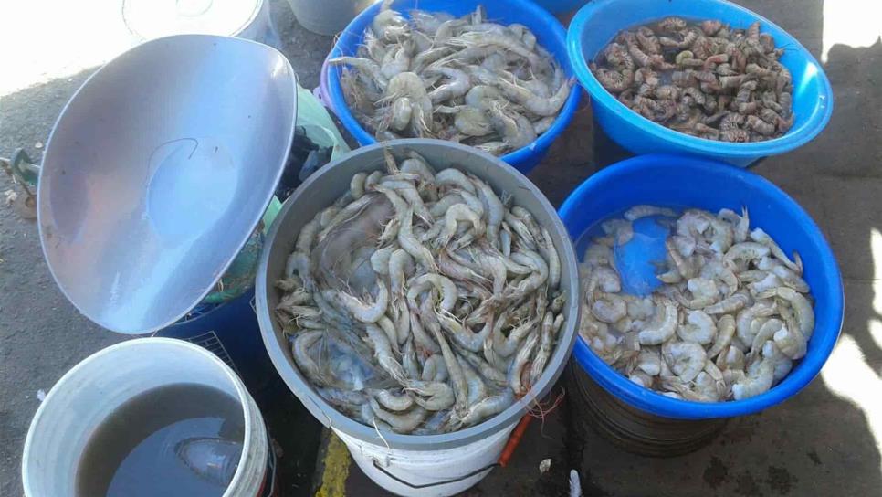 En riesgo la exportación del camarón de Sinaloa