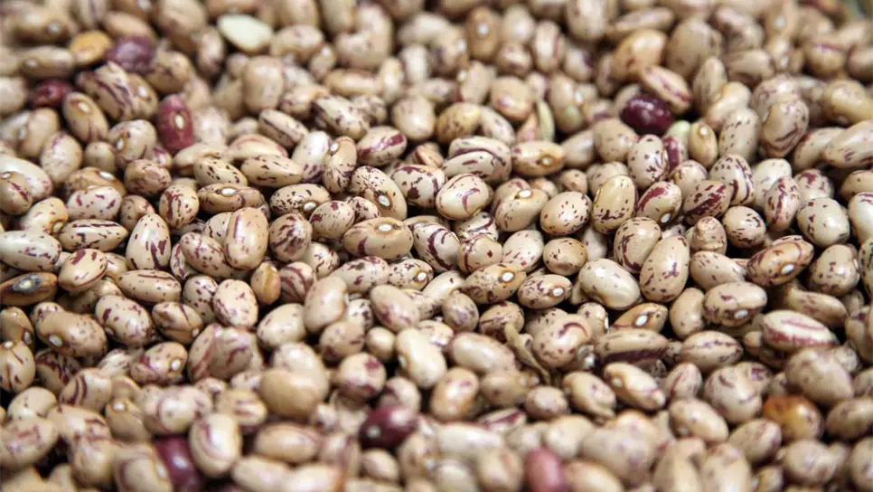 Para enero no habrá frijol en México: Comefrijol