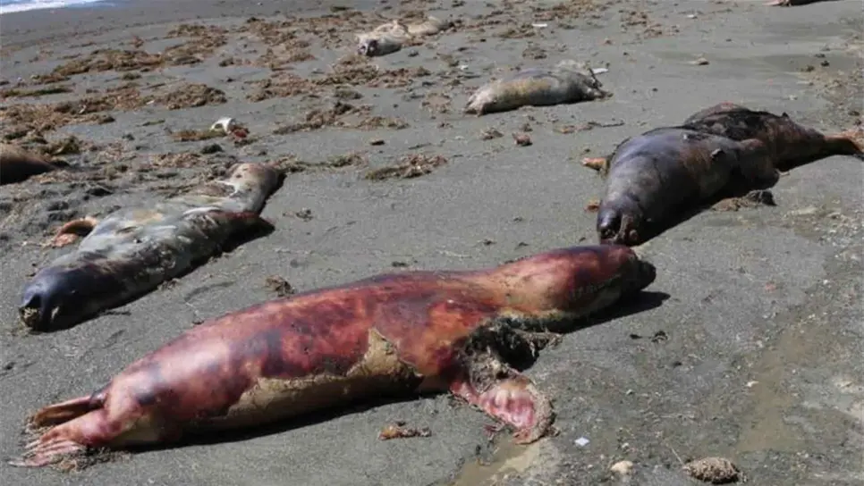 FOTO: Twitter @_animalheroes_