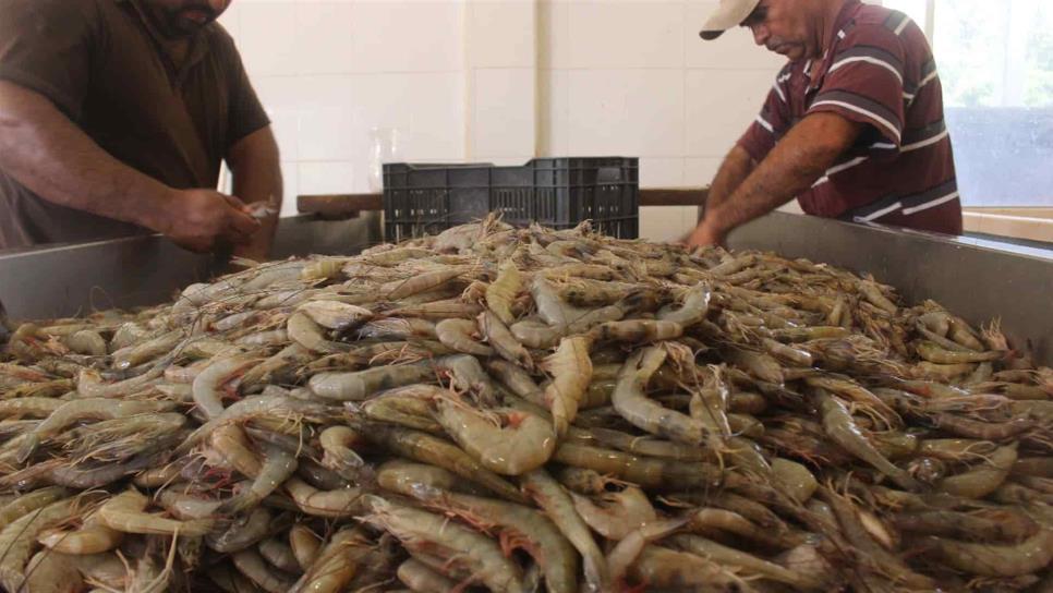 Ya hay «piojillo»; llaman a reforzar veda de camarón en Sinaloa