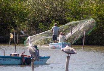 Estiman producción de 150 t de camarón en laguna del Huizache Caimanero