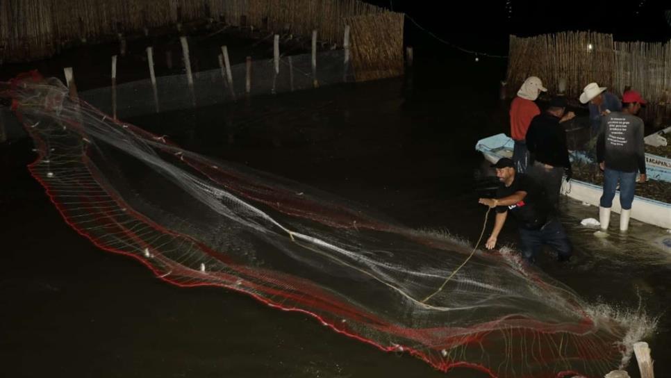 Más de 2 mil pescadores iniciaron capturas en El Huizache Caimanero
