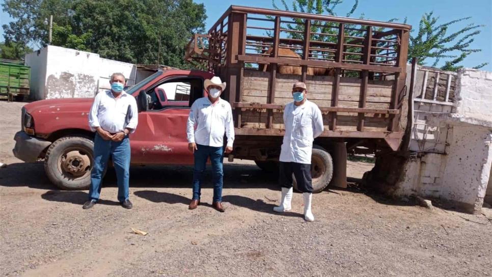 Buscan que Guasave sea zona libre de brucelosis y tuberculosis en ganado