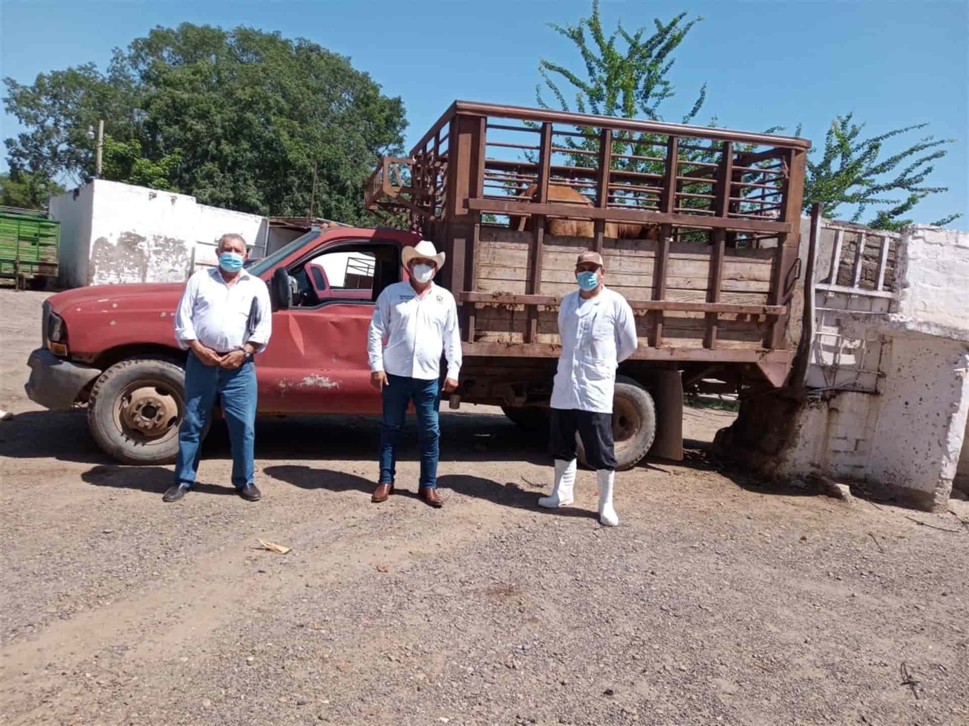 Buscan que Guasave sea zona libre de brucelosis y tuberculosis en ganado