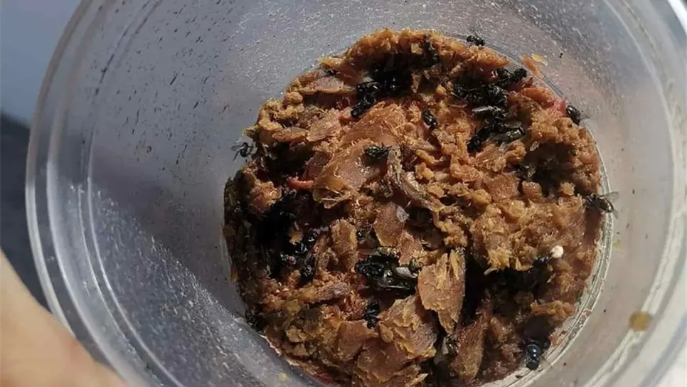 El atún con veneno que le dan a los gatos. FOTO: Cortesía