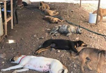 Proponen dos años de prisión a quienes abandonen a animales domésticos