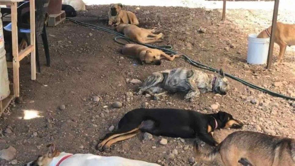 Proponen dos años de prisión a quienes abandonen a animales domésticos Proponen dos años de prisión a quienes abandonen a animales domésticos