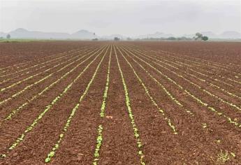 Sinaloa sembrará menos frijol amarillo para esta temporada