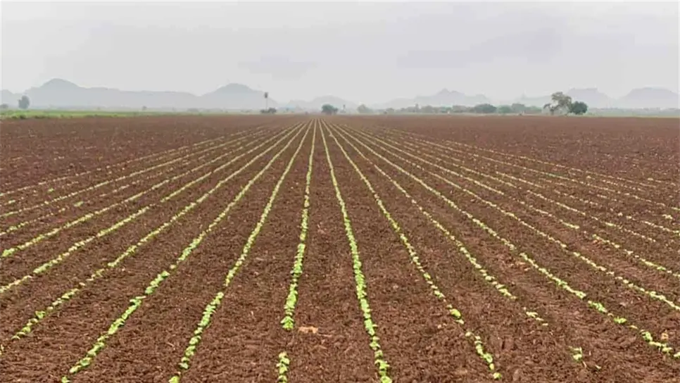 FOTO: Luz Noticias | Temática.