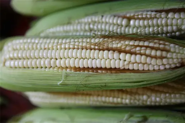 México pronostica producción favorable de granos básicos en 2020 México pronostica producción favorable de granos básicos en 2020