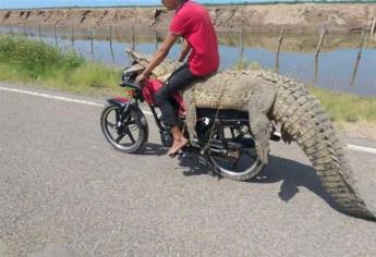 Investiga PC Navolato captura de caimán transportado en moto