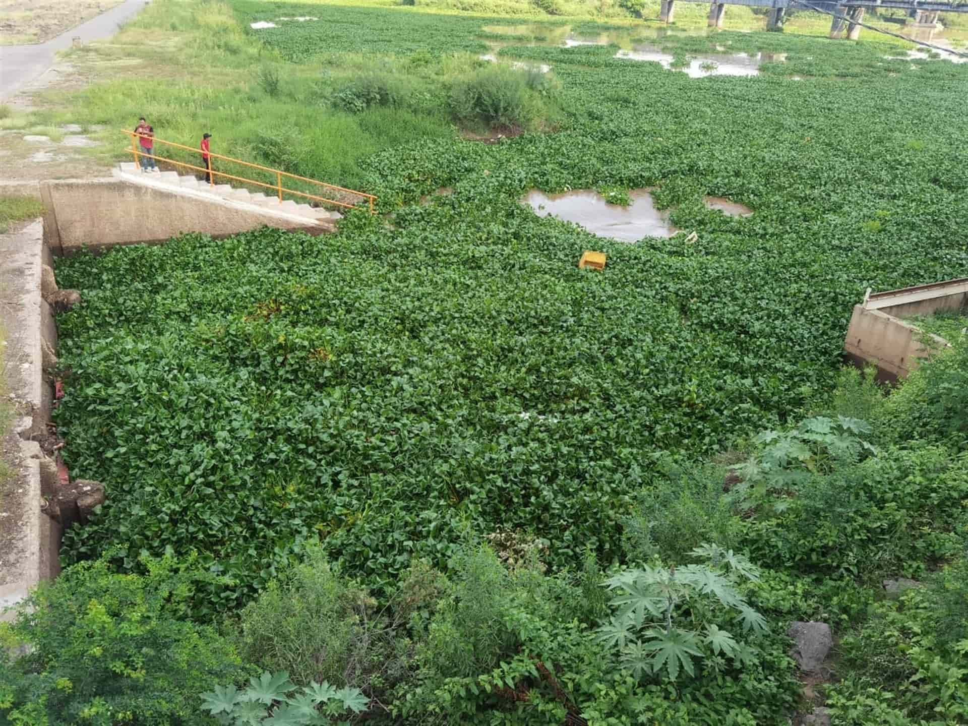 Conagua retira lirio acuático para asegurar el buen funcionamiento de la Derivadora