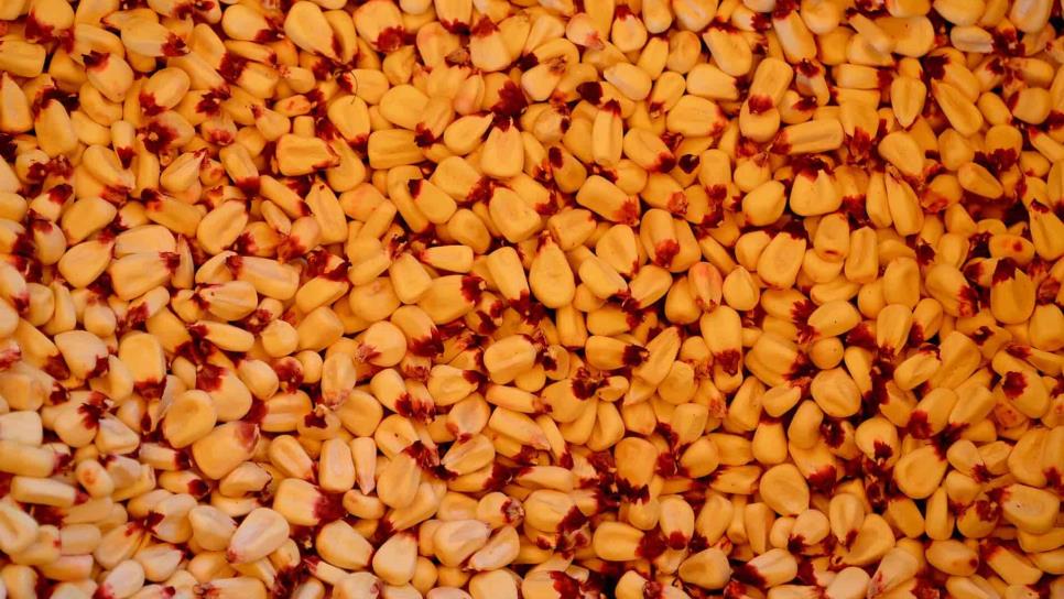 El 61% de maíz en EU está en buenas y excelentes condiciones