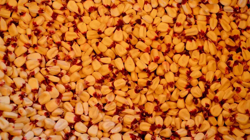 FOTO: consumidoresorganicos.org